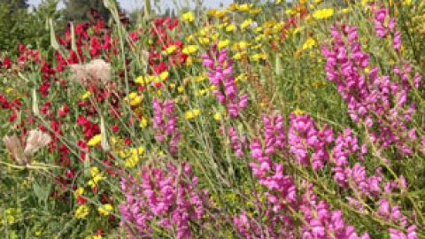 flowers.jpg