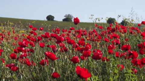 calaniot.jpg